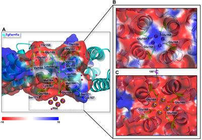 Structural Insights Into the Effects of Interactions With Iron and Copper Ions on Ferritin From the Blood Clam Tegillarca granosa